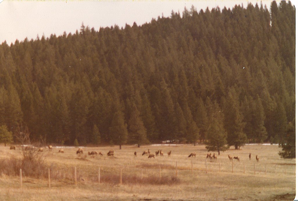 1979 Elk 1