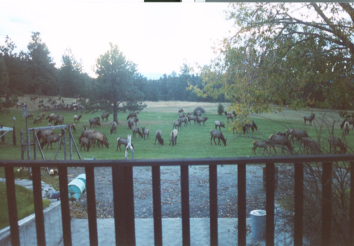 elk herd in 2004