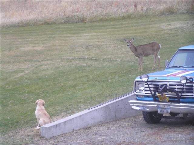 Play with deer?